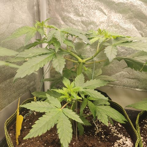 LSD Auto growlog timeline photo