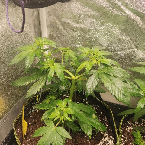LSD Auto growlog timeline photo