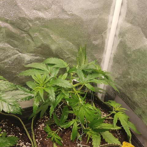 Lemon Cherry Gelato #1 growlog timeline photo