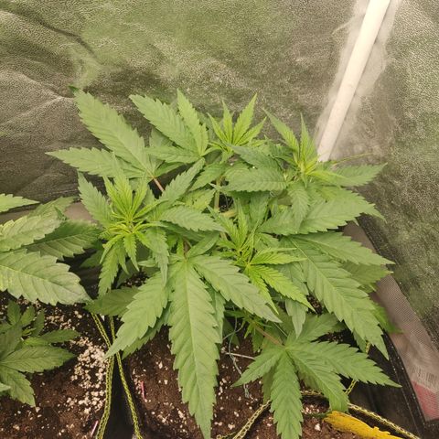 Lemon Cherry Gelato #1 growlog timeline photo