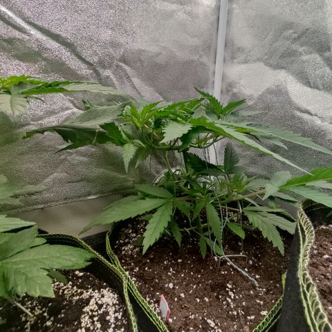 Lemon Cherry Gelato #1 growlog timeline photo