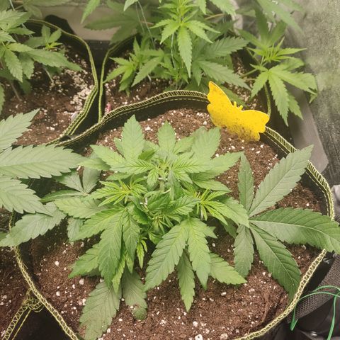 Lemon Cherry Gelato #2 growlog timeline photo