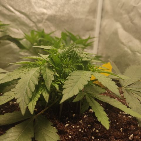 Lemon Cherry Gelato #2 growlog timeline photo