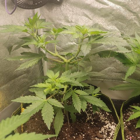LSD Auto growlog timeline photo