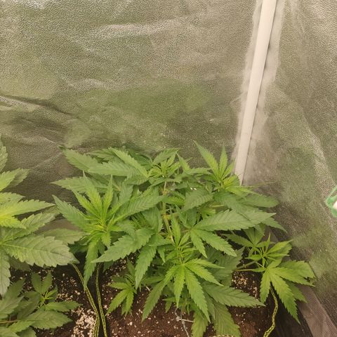 Lemon Cherry Gelato #1 growlog timeline photo