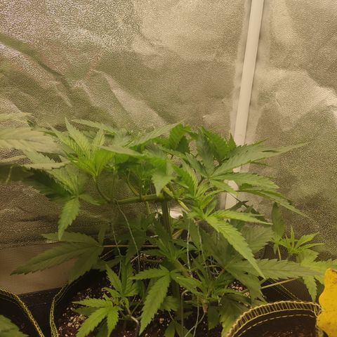Lemon Cherry Gelato #1 growlog timeline photo