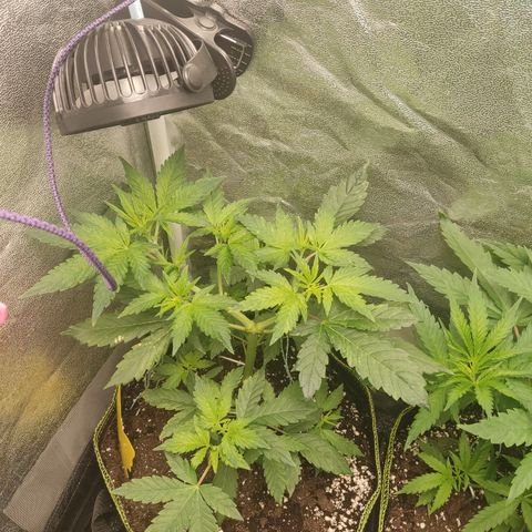 LSD Auto growlog timeline photo