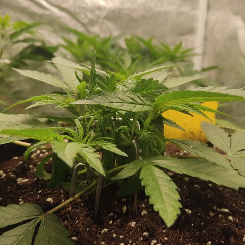 Lemon Cherry Gelato #2 growlog timeline photo