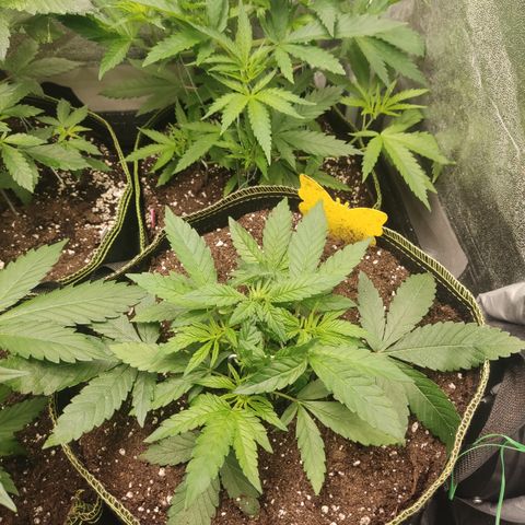 Lemon Cherry Gelato #2 growlog timeline photo