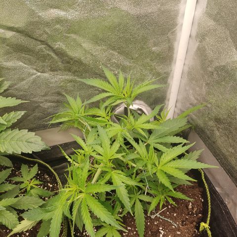 Lemon Cherry Gelato #1 growlog timeline photo