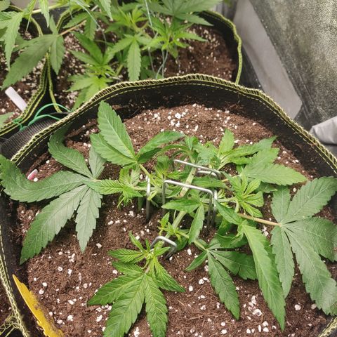 Lemon Cherry Gelato #2 growlog timeline photo
