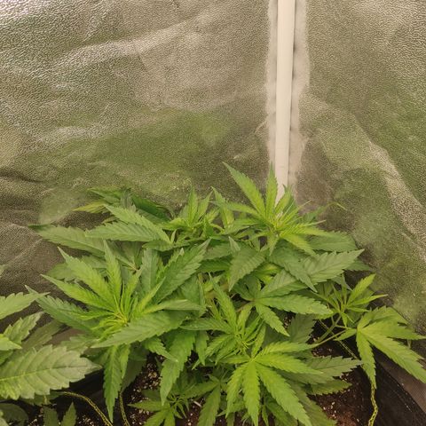 Lemon Cherry Gelato #1 growlog timeline photo