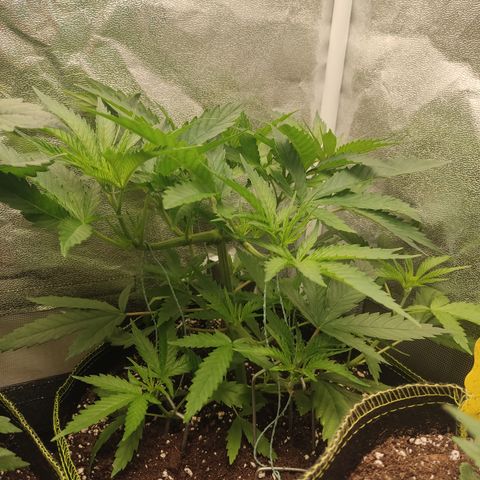 Lemon Cherry Gelato #1 growlog timeline photo