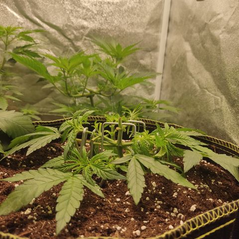 Lemon Cherry Gelato #2 growlog timeline photo