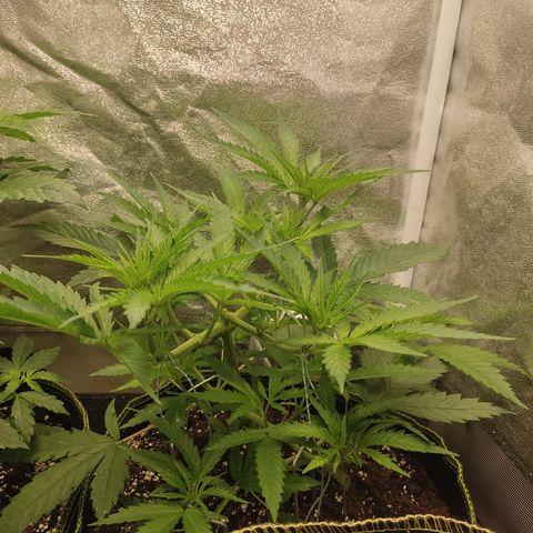 Lemon Cherry Gelato #1 growlog timeline photo