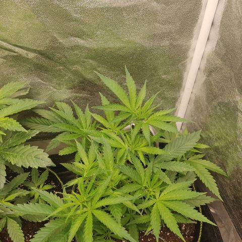 Lemon Cherry Gelato #1 growlog timeline photo