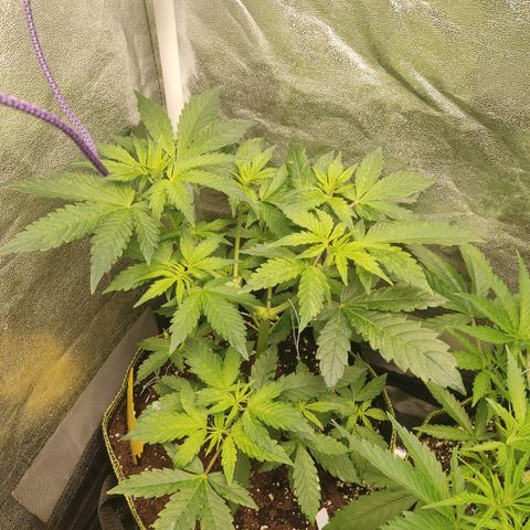 LSD Auto growlog timeline photo