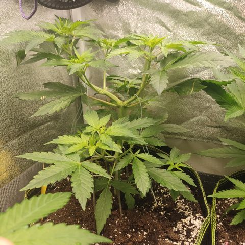 LSD Auto growlog timeline photo