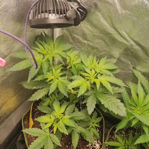 LSD Auto growlog timeline photo