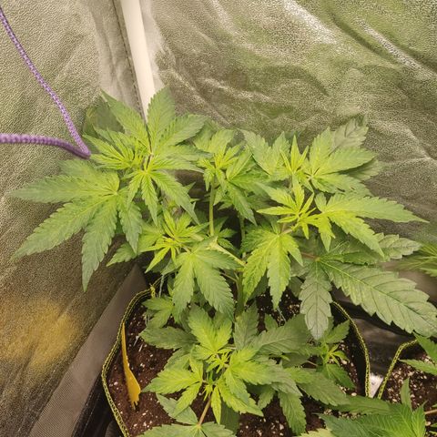 LSD Auto growlog timeline photo