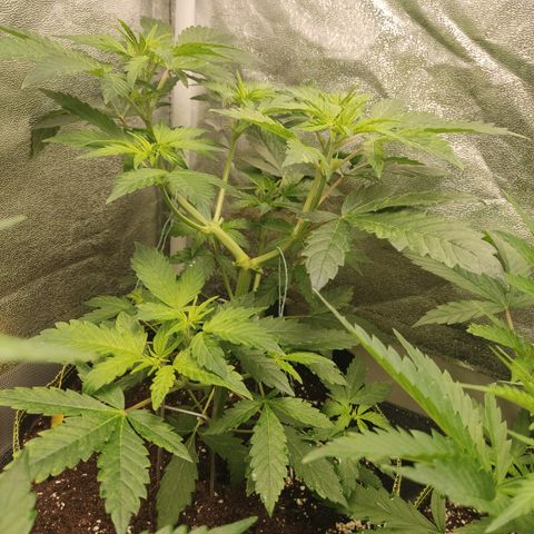 LSD Auto growlog timeline photo