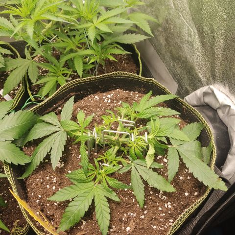 Lemon Cherry Gelato #2 growlog timeline photo