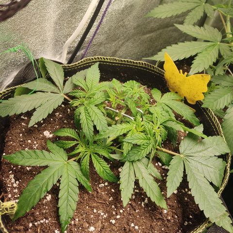 Lemon Cherry Gelato #2 growlog timeline photo