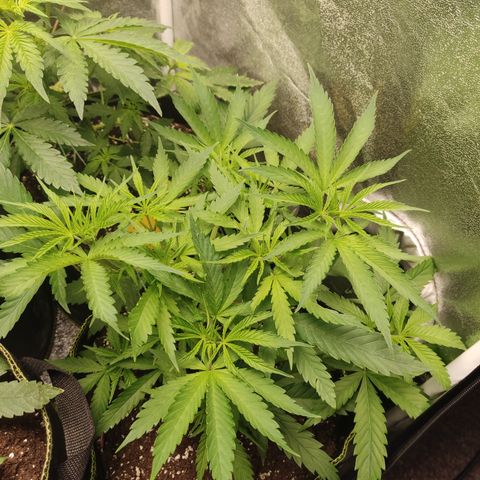 Lemon Cherry Gelato #1 growlog timeline photo