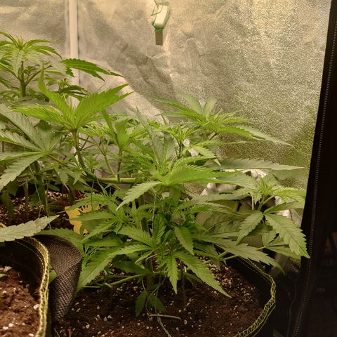 Lemon Cherry Gelato #1 growlog timeline photo