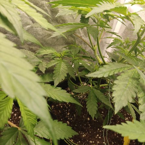 LSD Auto growlog timeline photo
