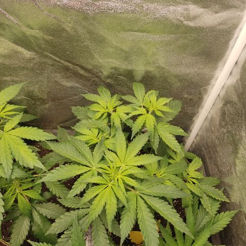 LSD Auto growlog timeline photo