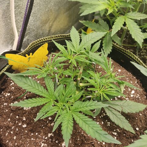 Lemon Cherry Gelato #2 growlog timeline photo