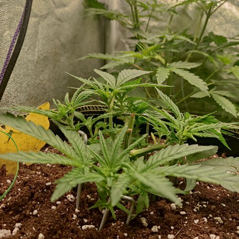 Lemon Cherry Gelato #2 growlog timeline photo