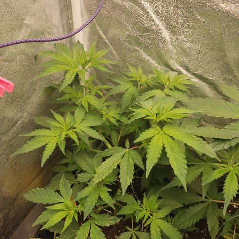 LSD Auto growlog timeline photo