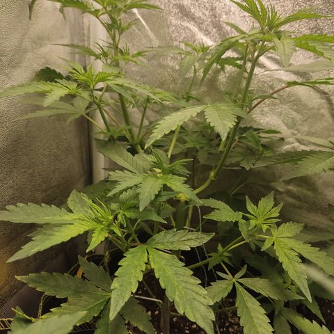 LSD Auto growlog timeline photo