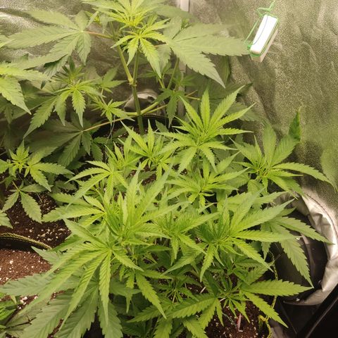 Lemon Cherry Gelato #1 growlog timeline photo
