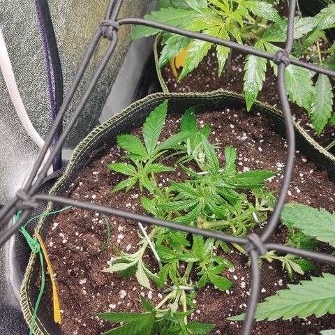 Lemon Cherry Gelato #2 growlog timeline photo
