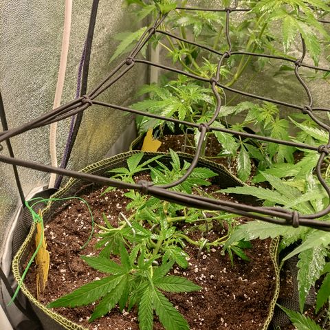Lemon Cherry Gelato #2 growlog timeline photo