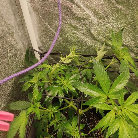 LSD Auto growlog timeline photo