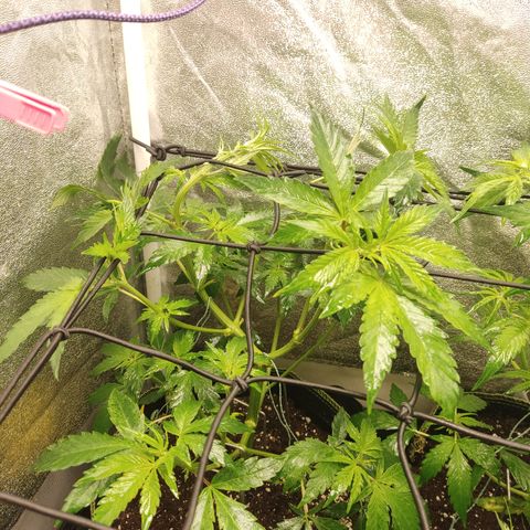 LSD Auto growlog timeline photo