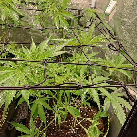 Lemon Cherry Gelato #1 growlog timeline photo