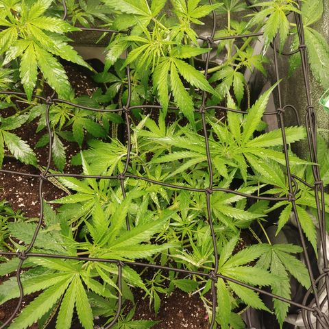 Lemon Cherry Gelato #1 growlog timeline photo