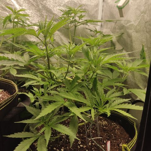 Lemon Cherry Gelato #1 growlog timeline photo