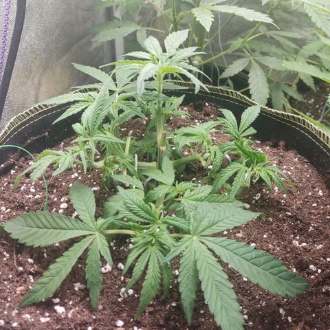 Lemon Cherry Gelato #2 growlog timeline photo