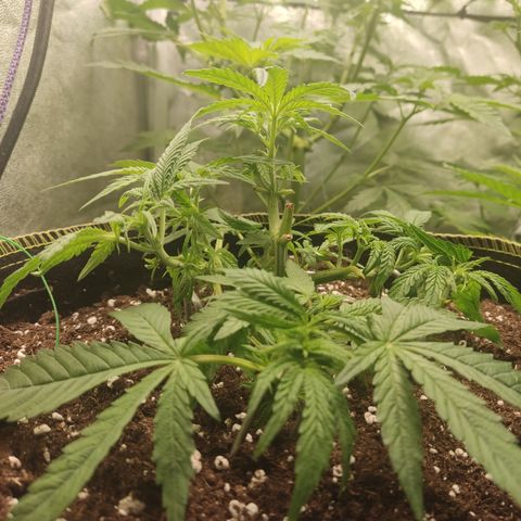 Lemon Cherry Gelato #2 growlog timeline photo