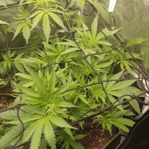 Lemon Cherry Gelato #1 growlog timeline photo