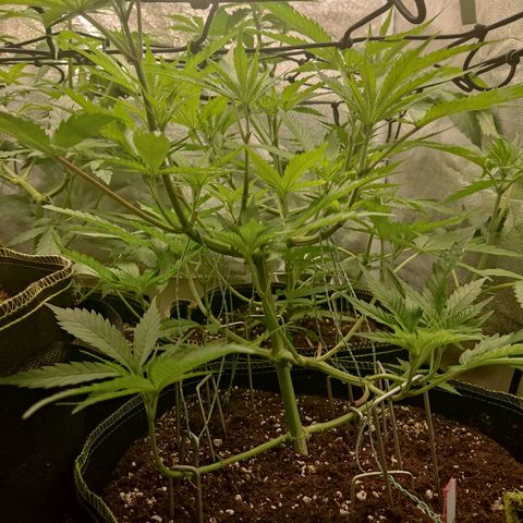 Lemon Cherry Gelato #1 growlog timeline photo