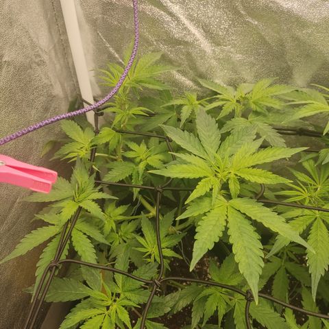 LSD Auto growlog timeline photo