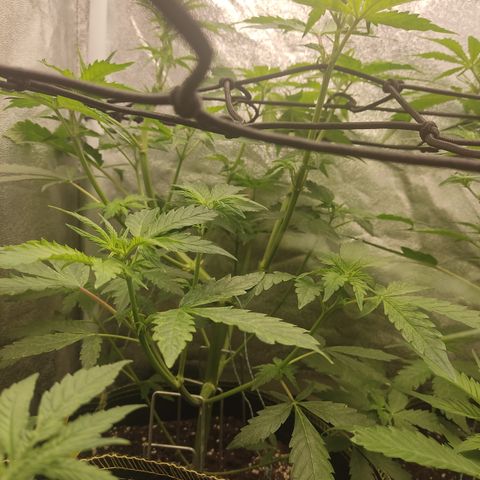 LSD Auto growlog timeline photo
