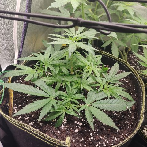 Lemon Cherry Gelato #2 growlog timeline photo